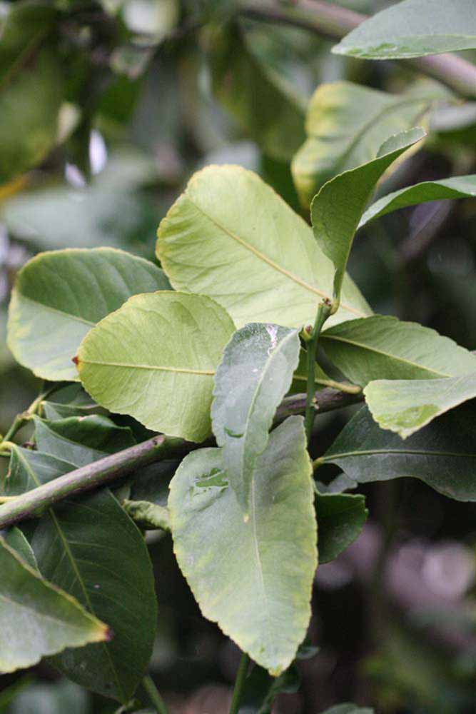               Sun leaves (Blanchard, Riverside,   CA)   